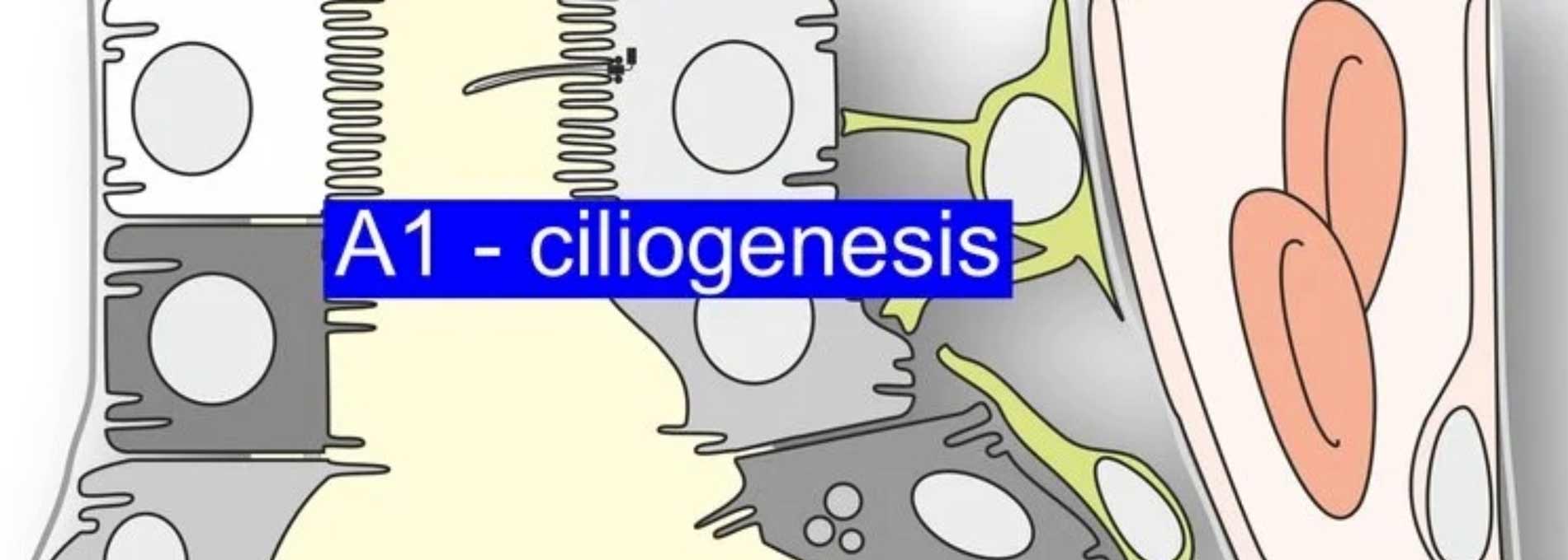 Projekt A01: Mechanismen der frühen Ziliogenese