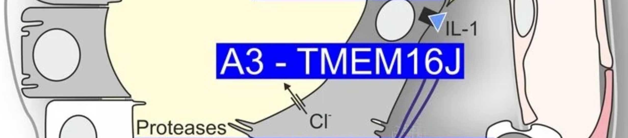 Projekt A03: TMEM16J bei chronischer Nierenerkrankung