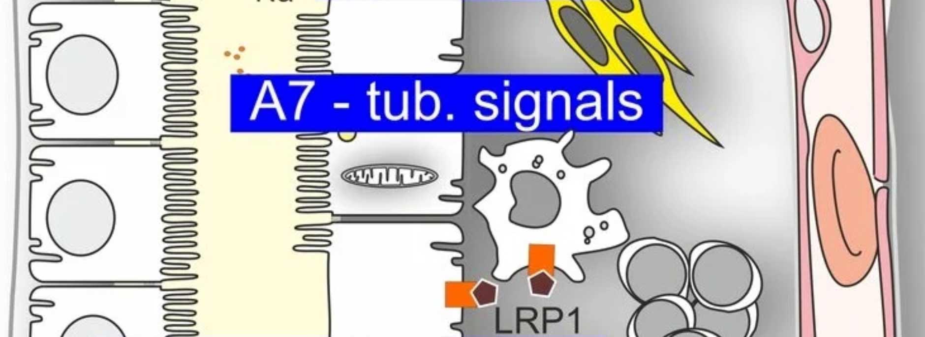 Projekt A07: Proximale tubuläre Signale als Determinanten für Nierenentzündung und Fibrose