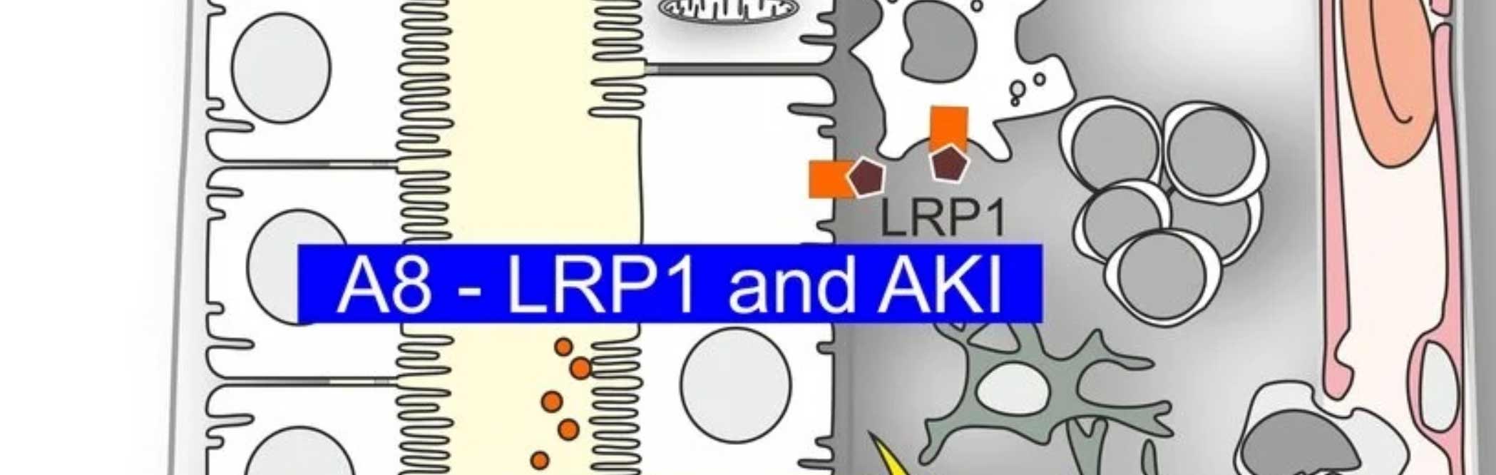 Projekt A08: Die Rolle des Lipoprotein-Rezeptor-verwandten Proteins 1 (LRP1) bei akuten Nierenverletzungen