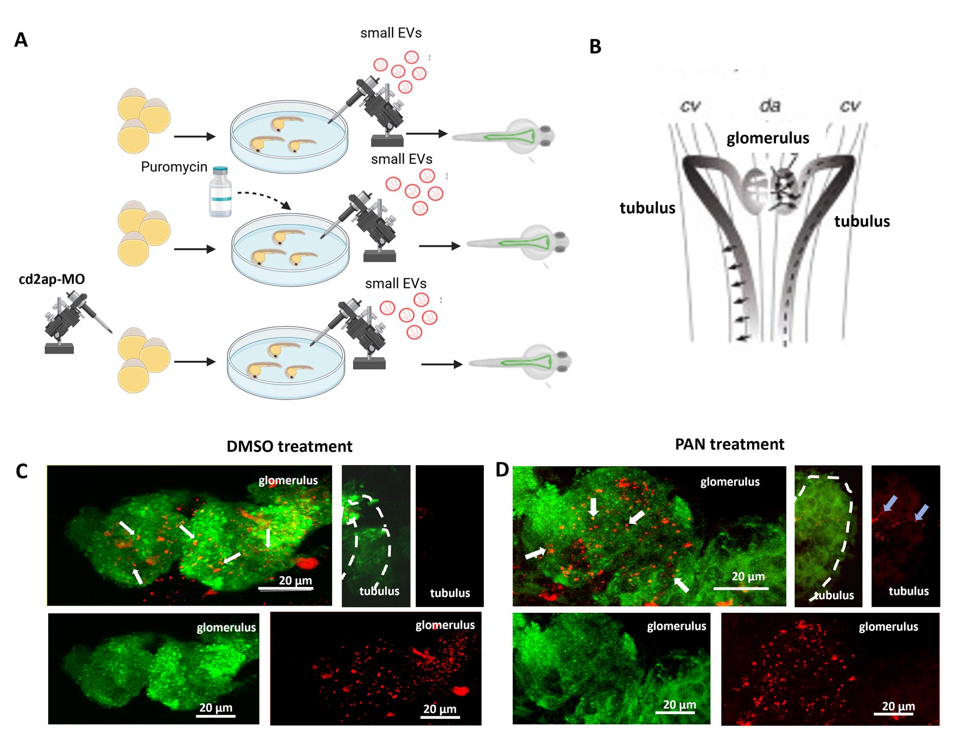 Projekt A09: Kommunikation zwischen Glomerulus und Tubulus über kleine Extrazelluläre Vesikel