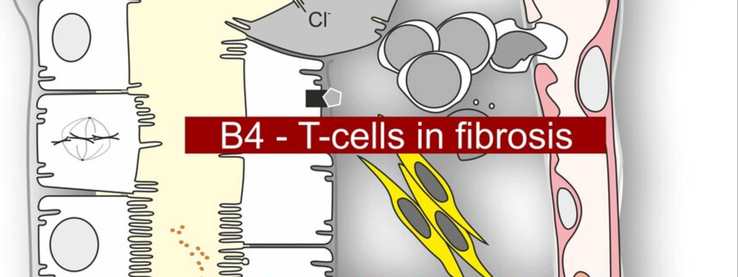 Projekt B04: Phänotypische und funktionelle Charakterisierung von pro-fibrotischen und pro-regenerativen T-Zellen in Modellen der Nierenfibrose