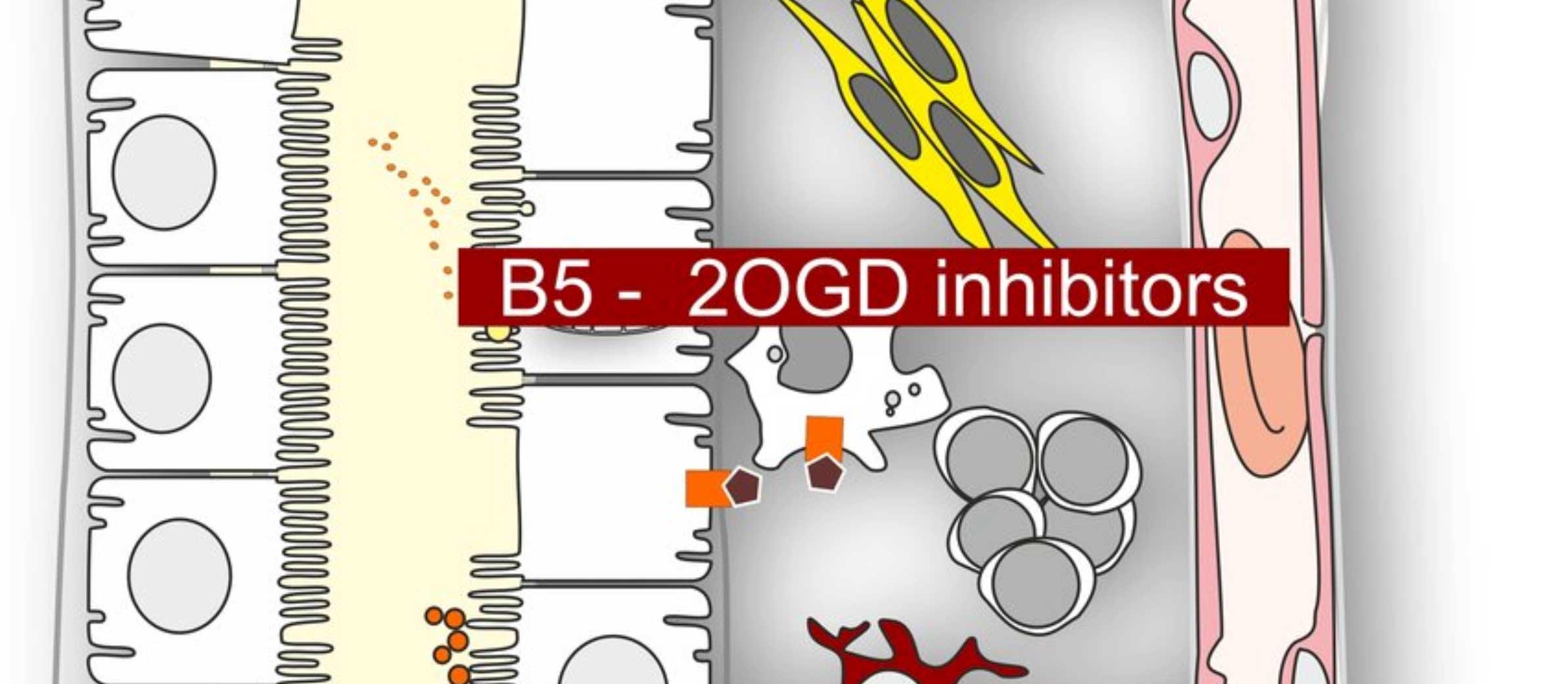 Projekt B05: Entzündungshemmende und gewebeschützende Wirkungen der 2-Oxoglutarat-abhängigen Dioxygenase-Hemmung bei fortschreitender Nierenerkrankung