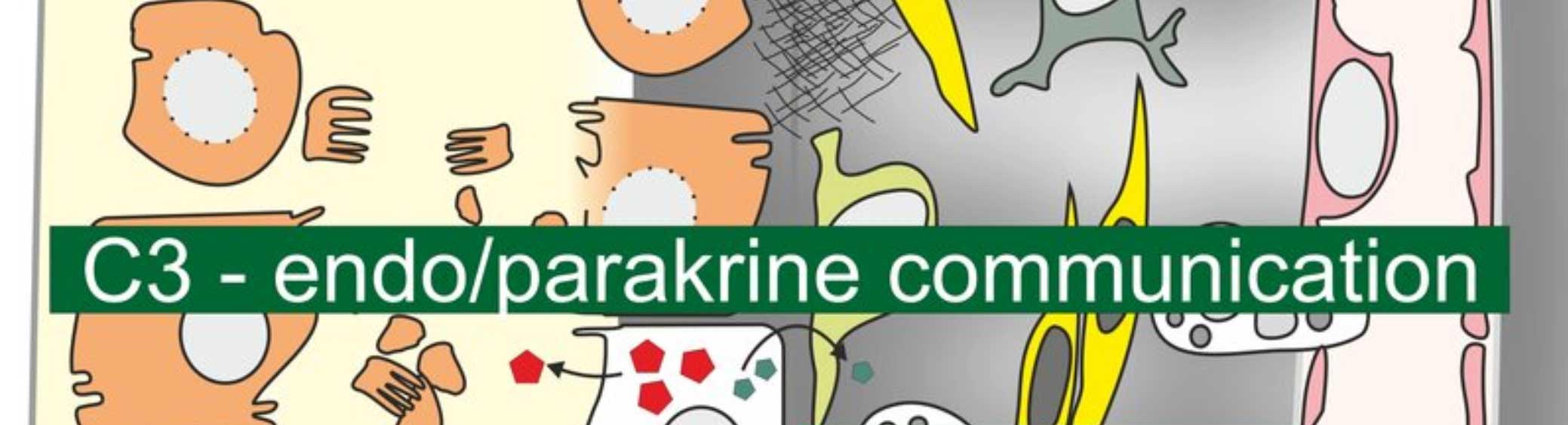 Projekt C03: Parakrine und endokrine Kommunikation im renalen Tubulointerstitium