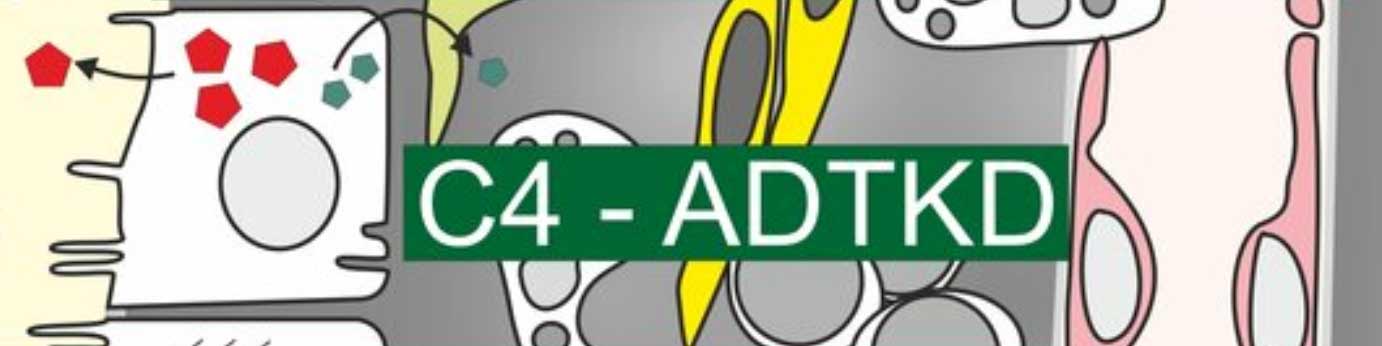 Projekt C04: Mechanismen und Interventionsstrategien gegen autosomal-dominante tubulointerstitielle Nierenerkrankungen (ADTKD)