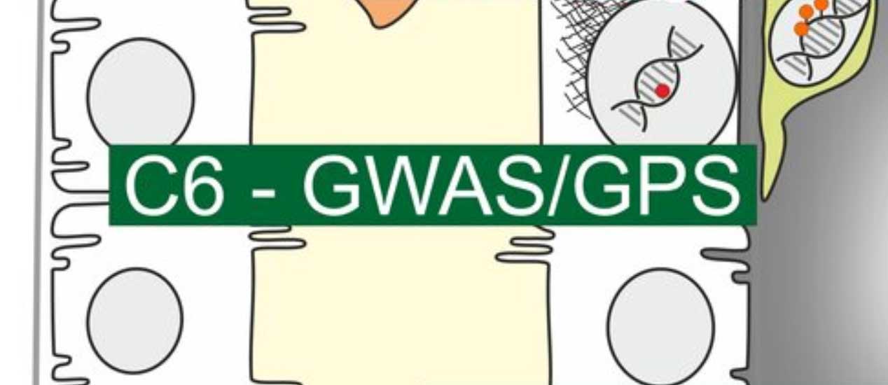 Projekt C06: Priorisierung von Genen für Nierenfunktionsverlust in der Bevölkerung und in Hochrisikogruppen