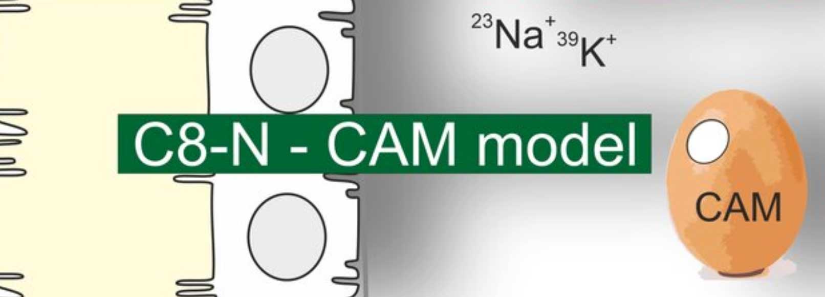 Projekt C08: 3D-in-ovo-Modell zur Untersuchung und Modulation von Nierenzystengewebe und Nierenschnitten